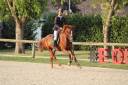 A vendre jument 5 ans SF pour CSO