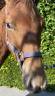 Poney PFS 1an Alezan Brûlé 