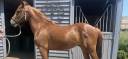 Poney PFS 2ans Alezan Cuivré