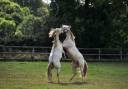 Haras des Sylves - Elevage de chevaux ibériques / sport