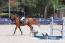 Splendide Hongre de 12ans