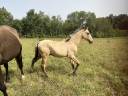 Poulain pur race espagnol PRE PP isabelle, 170cm