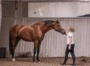 Superbe Hongre 6 ans - potentiel AMATEUR ELITE / 135 