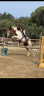 Hongre a vendre pour Cso club/amateur