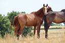 Poulain 2 ans SF par Jilbert van’t Ruytershof