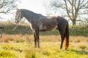 CHEVAL LUSITANIEN 