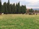 Domaine agricole de 21 hectares en Provence