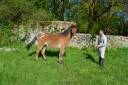 Poney 4 ans loisir 