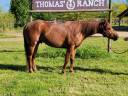 ÉTALON Quarter Horse 3 ans