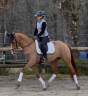 Jument de Dressage 4 ans
