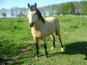 Propose ETALON pour SAILLIR ponette / jument en libert&eacute;