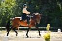 Etalon lusitanien