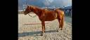 Magnifique hongre 8 ans 