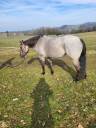 Jument quarter horse