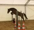 HONGRE LUSITANO-ARABE PP-DSA 3 ANS A VENDRE 