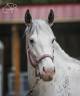 Etalon Pur Sang Anglais pie/isabelle