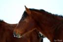Franches montagne 3ans