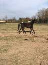 Poulinière trotteuse