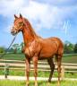 Pouliche kwpn Vitalis x Baron x Furstentern