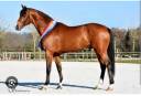 Jolie pouliche de 4 ans par Fibonacci de Lessac 