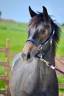 Pouliche 11 mois CSO