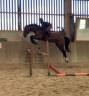Jeune cheval, 3 ans, Bai; SF, toisera 1.68 -1.72
