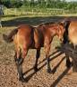 Poulain Demi-trait / Demi-Sang Arabe 2025  Arabo-Auxois