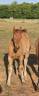 Poulain Demi-trait / Demi-Sang Arabe 2025  Arabo-Auxois