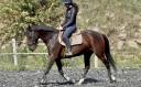 Top Jument CCE/CSO selle francais