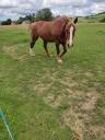 vends belle et gentille cob normand