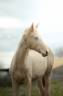 Pouliche Akhal Teke PLAVA IZLAYON