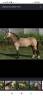 Magnifique poney connemara 