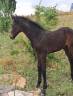 Poulain Cheval de Selle Italien A vendre 2025 Bai brun par CASALITO