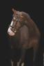 cheval de sport 