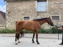 Hongre de 4 ans SF par AD Unaniem