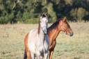 Hongre SF 3 ans par Master Van de Helle