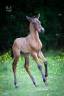 Poulain Pure Race Espagnole bai +Prl