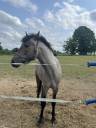 Poulain de 2 ans et demi 