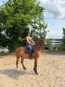 Malo - Hongre - 3ans 