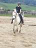 Poney 135