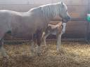 Foal welsh pony