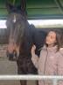Dik d'Anjou Hongre de 12 ans - ideal loisir