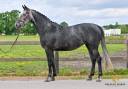 6 ans | Z | Leandro VG x Coltaire Z | pleine