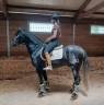 YEMEN : Un jeune cheval prometteur, facile à former.