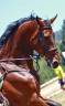Adorable et magnifique grand hongre 