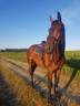 Beau hongre belge