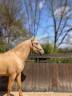 OTE OLIVARES , PRE à la robe palomino 3 ans
