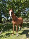 Super cheval polyvalent 