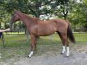 Super cheval polyvalent 