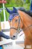 Excellent cheval de concours 130-135